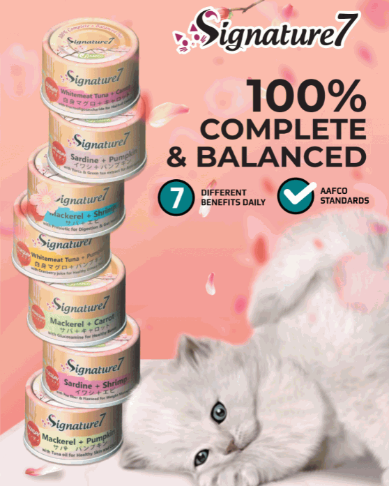 Best Pet Groomer
